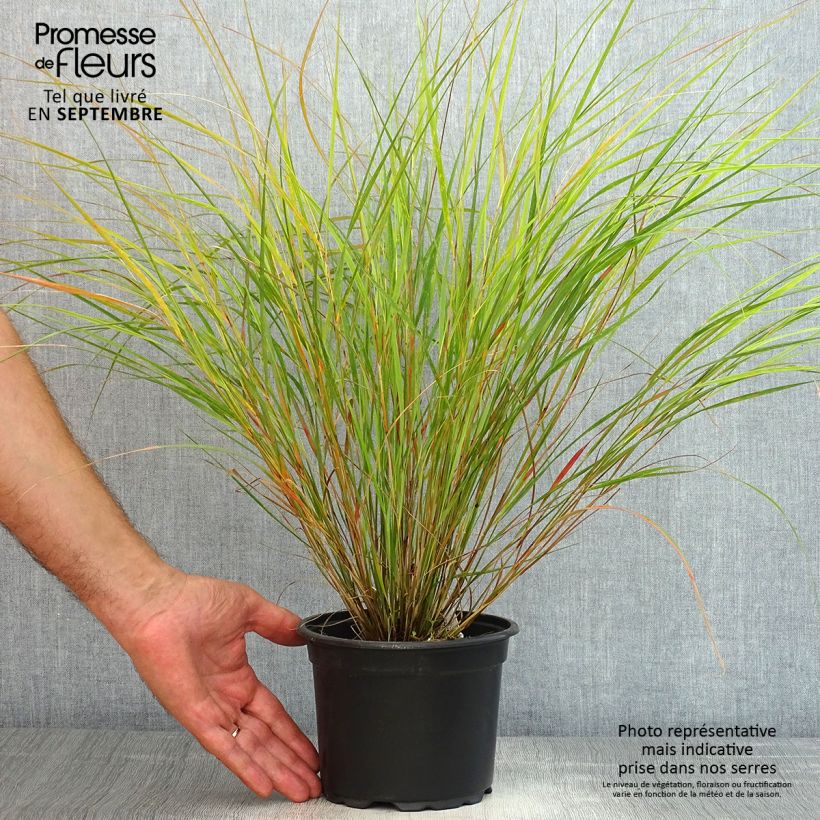 Ejemplar de Panicum virgatum Rehbraun Maceta 2L/3L entregado en verano