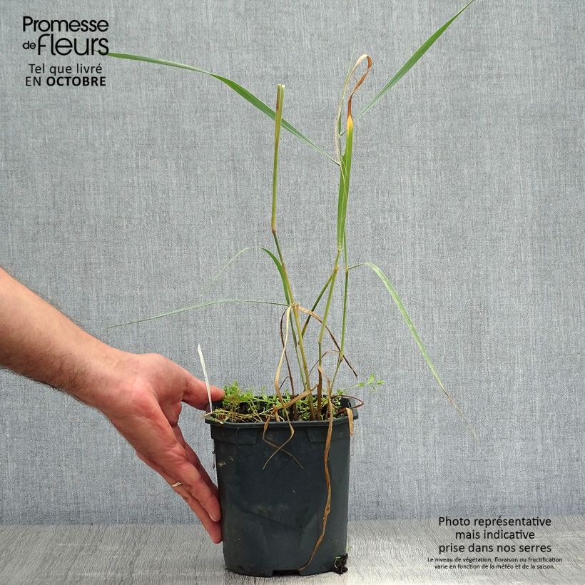 Ejemplar de Panicum virgatum Sangria Maceta 2L/3L entregado en otoño