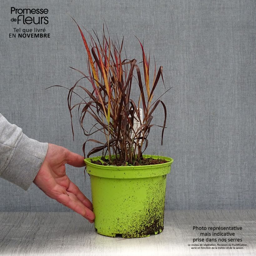 Ejemplar de Panicum virgatum Shenandoah Maceta 2L/3L entregado en otoño