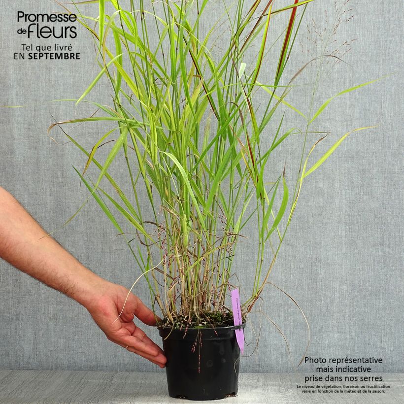 Ejemplar de Panicum virgatum Squaw - Panic érigé  Pot de 2L/3L entregado en verano