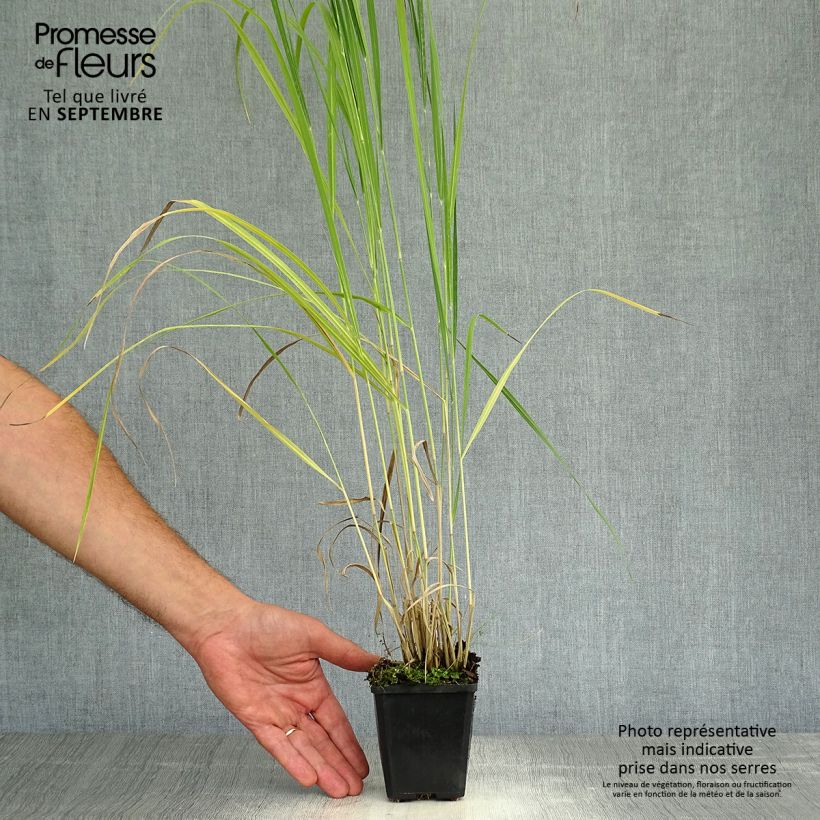 Ejemplar de Panicum virgatum Thundercloud Maceta de 8/9 cm entregado en otoño