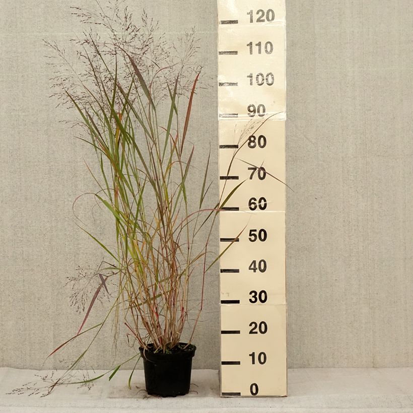 Ejemplar de Panicum virgatum Warrior Maceta 2L/3L entregado en otoño