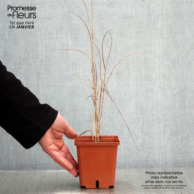 Panicum virgatum Purple Breeze Maceta 1L/1,5L Ejemplar entregado en invierno