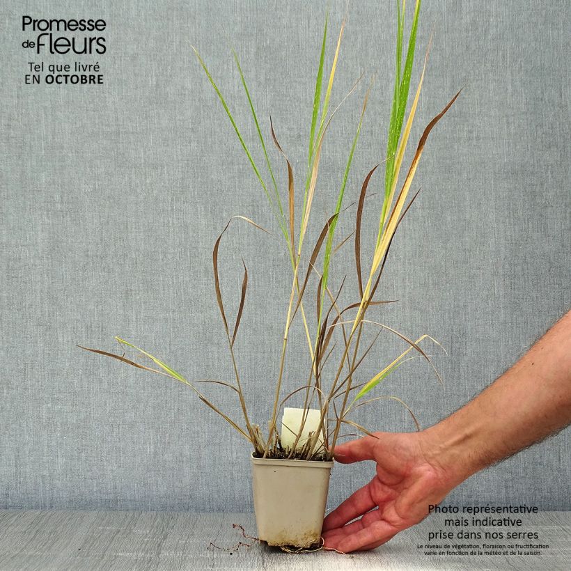 Ejemplar de Panicum virgatum Squaw Maceta de 8/9 cm entregado en otoño