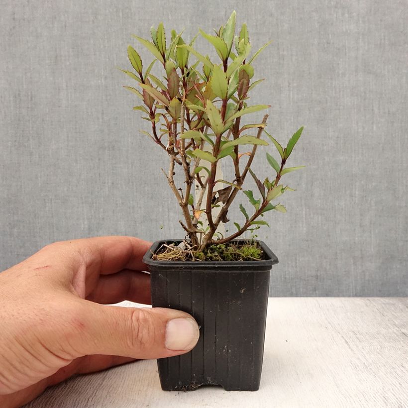 Ejemplar de Parahebe catarractae Avalanche - véronique arbustive - Godet de 8cm entregado en verano