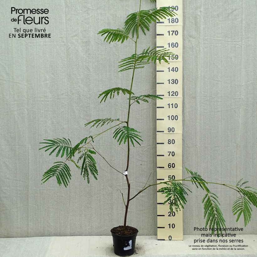Ejemplar de Paraserianthes lophantha Maceta 4L/5L entregado en otoño