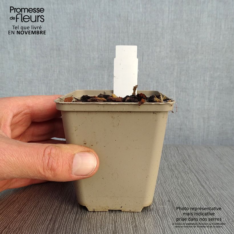 Ejemplar de Paris quadrifolia - Uva de zorra Maceta de 8/9 cm entregado en otoño