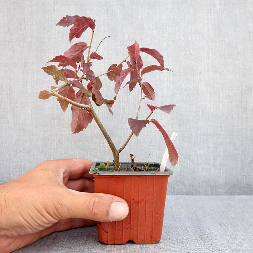 Ejemplar de Parrotia persica Bella - Árbol de hierro Maceta de 8/9 cm entregado en verano