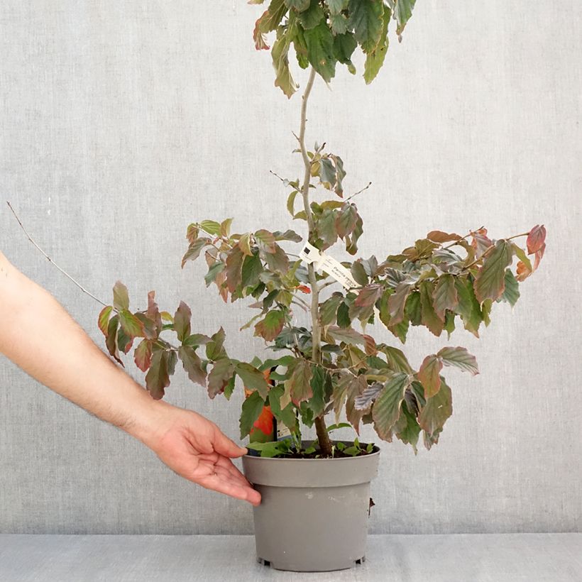 Ejemplar de Parrotia persica Burgundy - Árbol de hierro Maceta 4L/5L entregado en verano