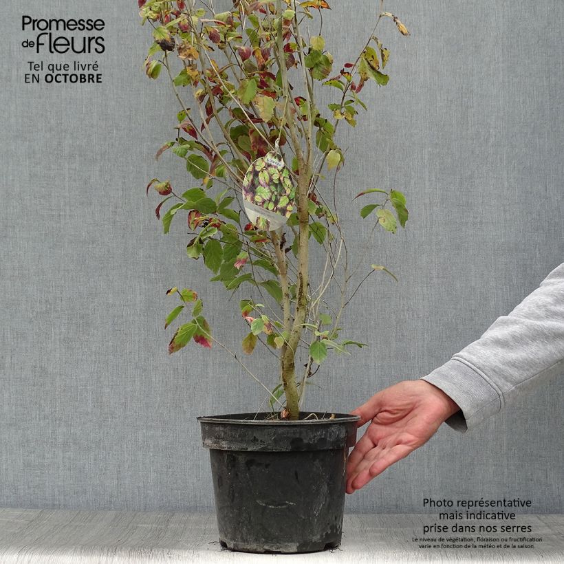 Ejemplar de Parrotia persica Persian Spire - Árbol de hierro Maceta 3L/4L entregado en otoño
