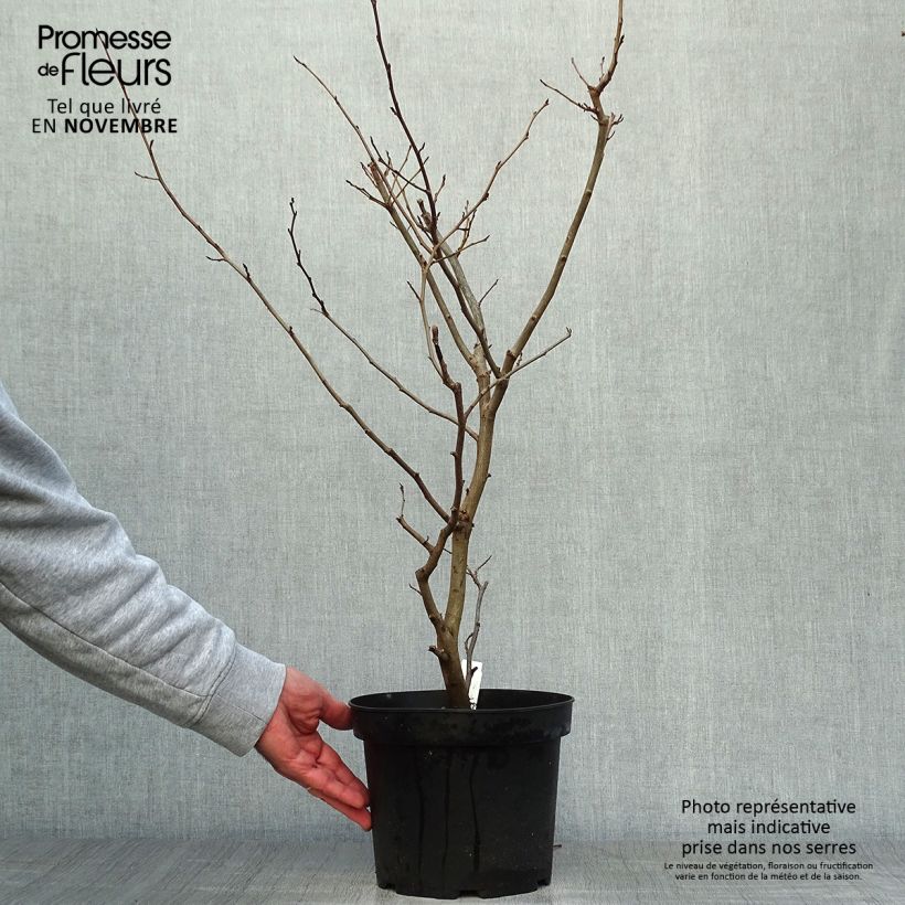 Ejemplar de Parrotia persica Vanessa - Árbol de hierro Maceta 4L/5L entregado en otoño