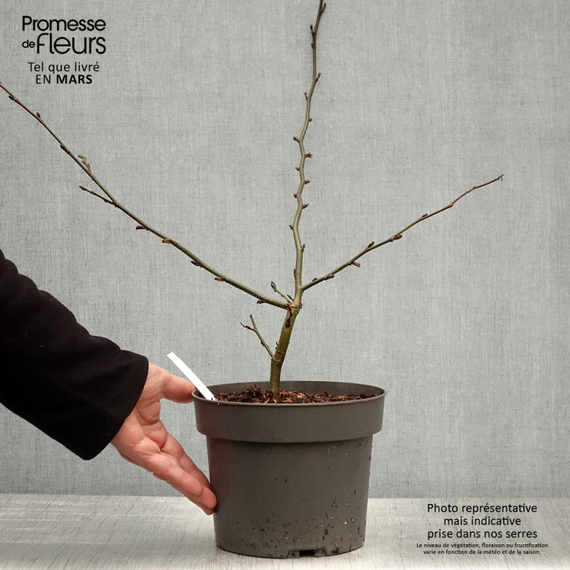 Parrotia persica Vanessa - Árbol de hierro Maceta 4L/5L Ejemplar entregado en la primavera