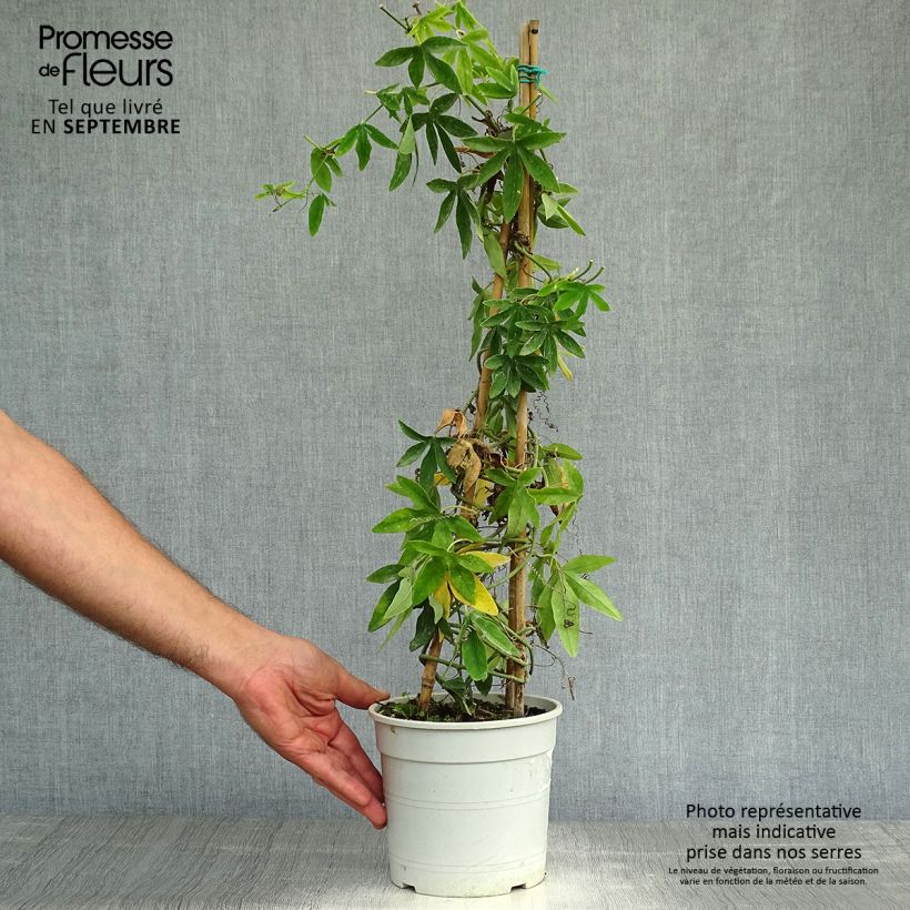 Ejemplar de Passiflora subpeltata - Pasiflora blanca Maceta 2L/3L entregado en otoño