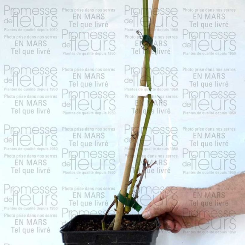 Ejemplo de ejemplar de Passiflora alata - Flor de la pasión Maceta 1,5L/2LAltura de entrega aprox. 40cm tal y como se entrega