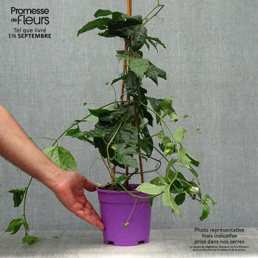 Ejemplar de Passiflora Byron Beauty - Flor de la pasión Maceta 2L/3L entregado en otoño