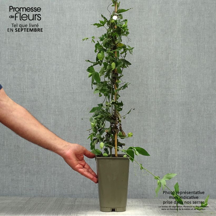 Ejemplar de Passiflora Lady Betty Myles Young - Flor de la pasión Maceta 3L/4L entregado en otoño