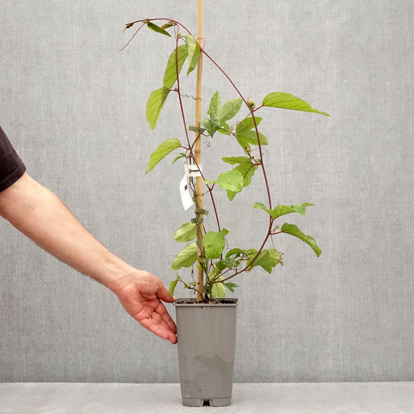 Passiflora Imperatrice Eugénie - Flor de la pasión Maceta 3L/4LAltura de entrega aprox. 60/70cm Ejemplar entregado en la primavera