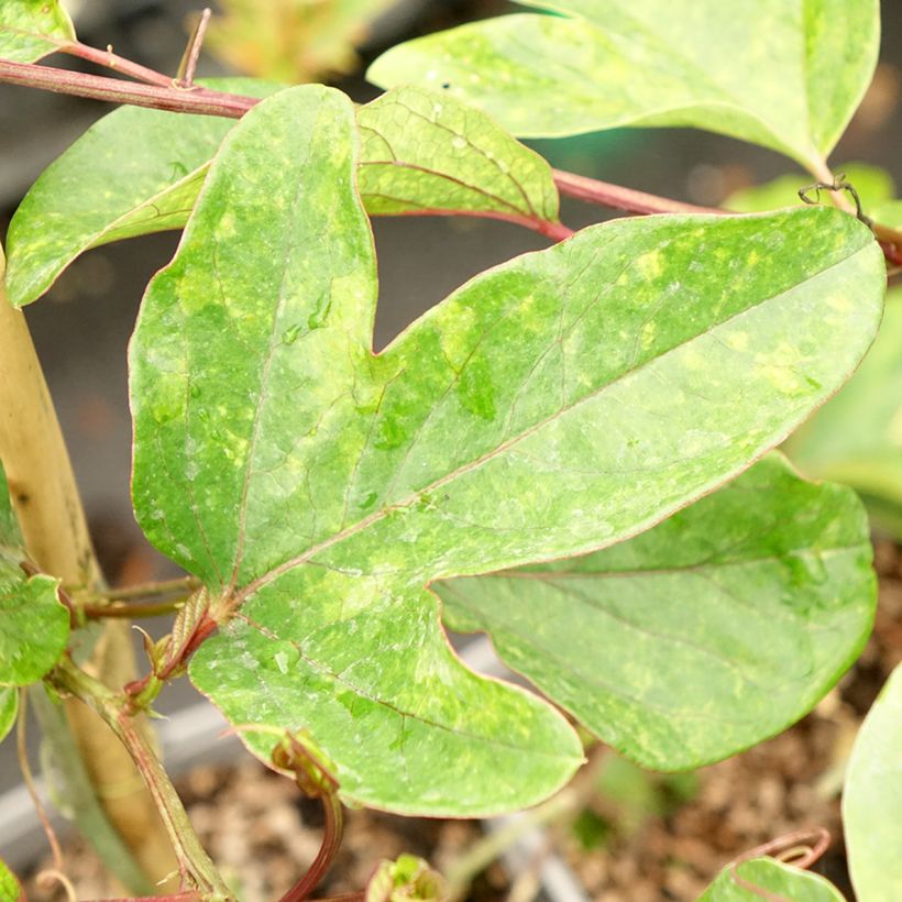 Passiflora Imperatrice Eugénie - Flor de la pasión (Follaje)