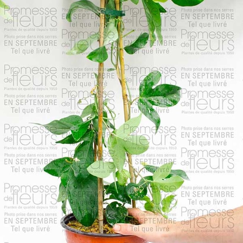 Ejemplo de ejemplar de Passiflora Perfume Passion - Flor de la pasión Maceta 2L/3LAltura de entrega aprox. 30/40cm tal y como se entrega
