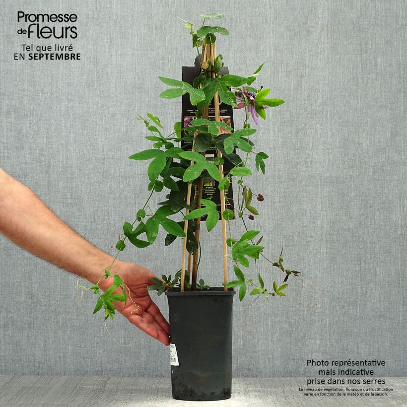 Ejemplar de Passiflora Lavender Lady - Flor de la pasión Maceta 2L/3L entregado en otoño