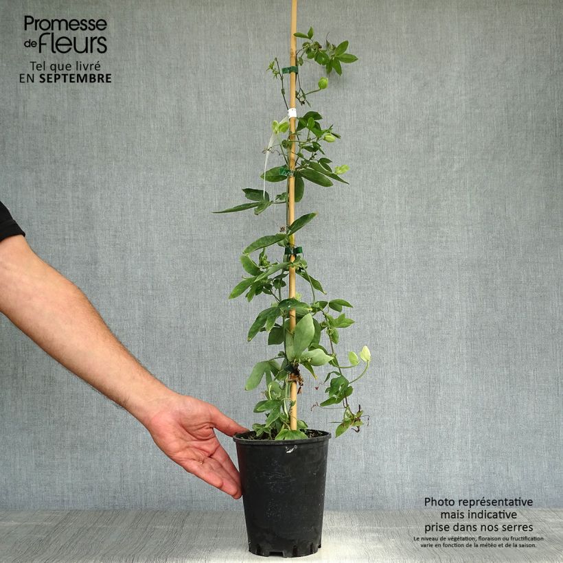 Ejemplar de Passiflora Damsel's Delight - Flor de la pasión Maceta 2L/3L entregado en otoño