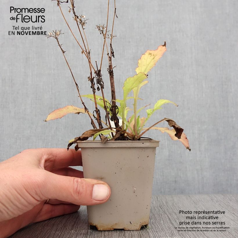 Ejemplar de Patrinia monandra Maceta de 8/9 cm entregado en otoño
