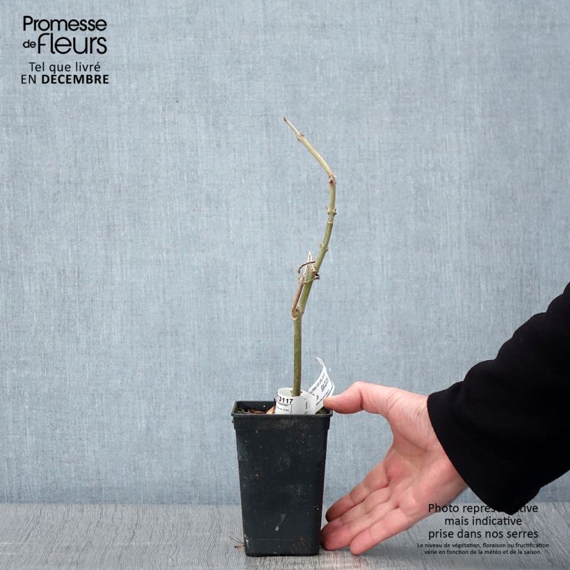 Ejemplar de Paulownia fortunei April Light Maceta 1L/1,5L entregado en otoño