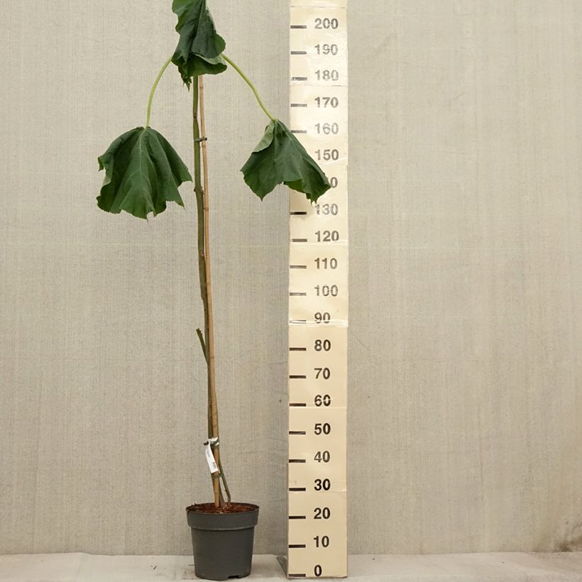 Ejemplar de Paulownia tomentosa - Paulonia imperial Maceta 7,5L/10L entregado en otoño