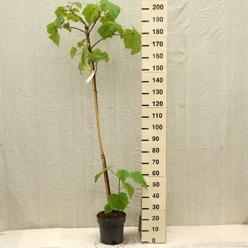 Ejemplar de Paulownia tomentosa - Paulonia imperial Maceta 7,5L/10LAltura de entrega aprox. 120/130cm entregado en verano
