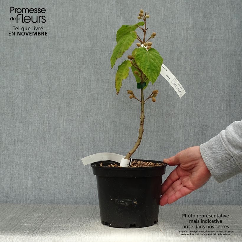 Ejemplar de Paulownia tomentosa Hulsdonk Maceta 3L/4L entregado en otoño