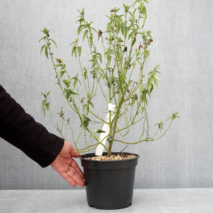 Pavonia x 'dupa1' Flamboyant® Maceta 4L/5L Ejemplar entregado en invierno