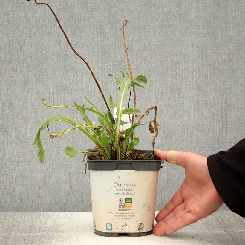 Ejemplar de Amapola oriental Royal Wedding - Papaver orientale Maceta 2L/3L entregado en verano