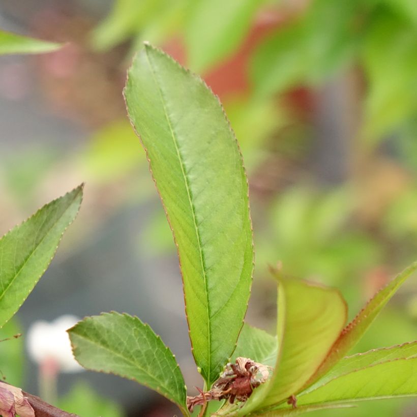 Prunus persica Taoflora Red (Follaje)