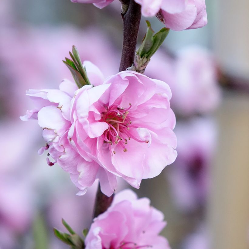 Prunus persica Taoflora Red (Floración)