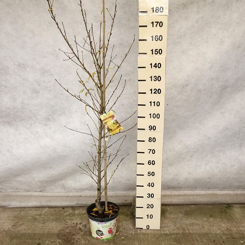 Ejemplar de Prunus persica Taoflora White Maceta 7,5L/10L entregado en otoño