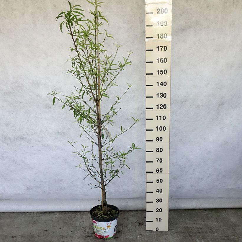 Ejemplar de Prunus persica Taoflora White Maceta 7,5L/10LAltura de entrega aprox. 180/200cm entregado en verano