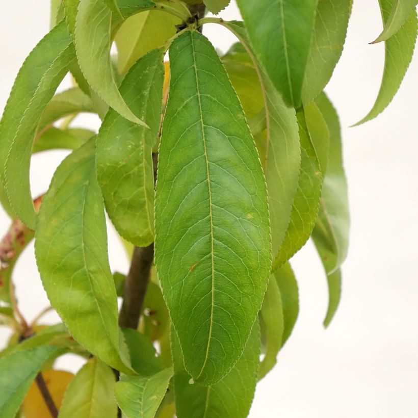 Melocotonero Amsden (Follaje)