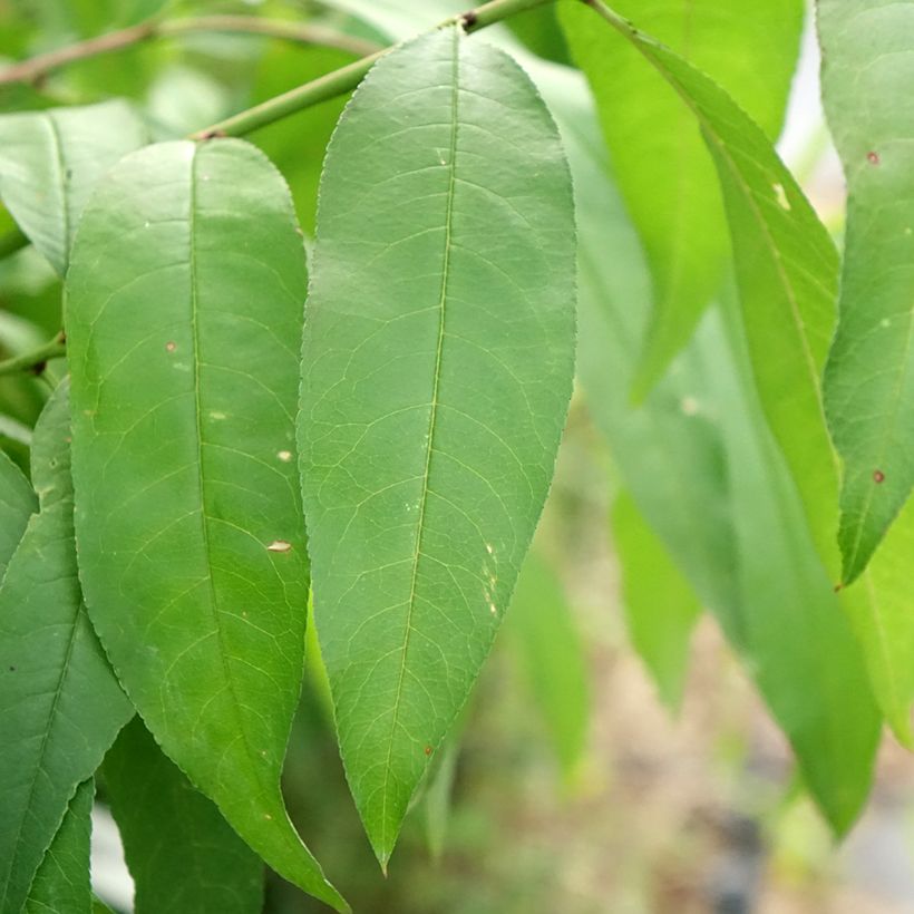 Melocotonero blanca de Vigne (Follaje)