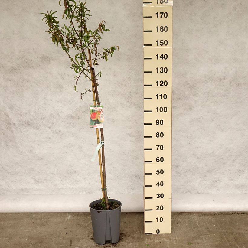 Melocotonero J.H. Hale Maceta 7,5L/10L, Medio tallo Ejemplar entregado en la primavera