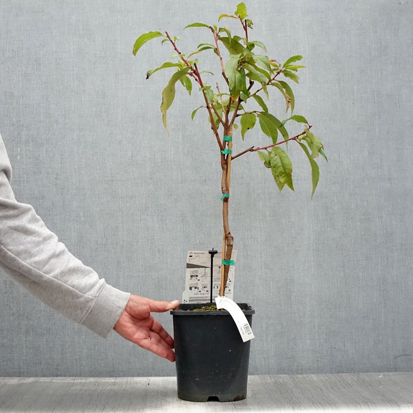 Ejemplar de Nectarina enana Fruit Me Necta Me Maceta 4L/5L, EnanoAltura de entrega aprox. 50cm entregado en verano