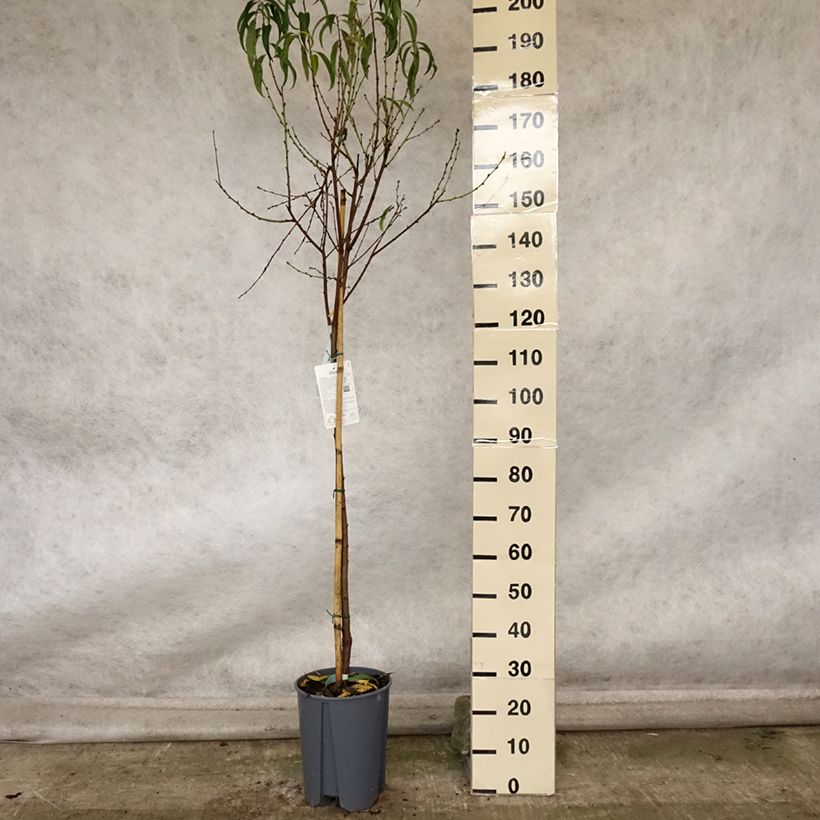 Ejemplar de Melocotonero Platicarpa bianca Maceta 7,5L/10L, Medio tallo entregado en otoño