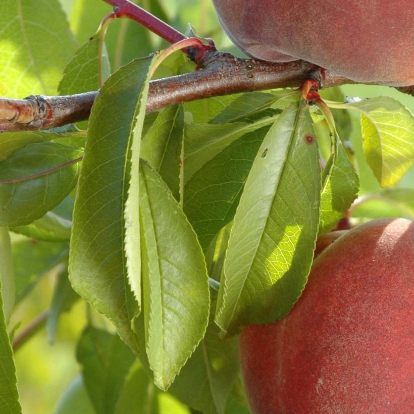 Melocotonero Lacrima (Follaje)