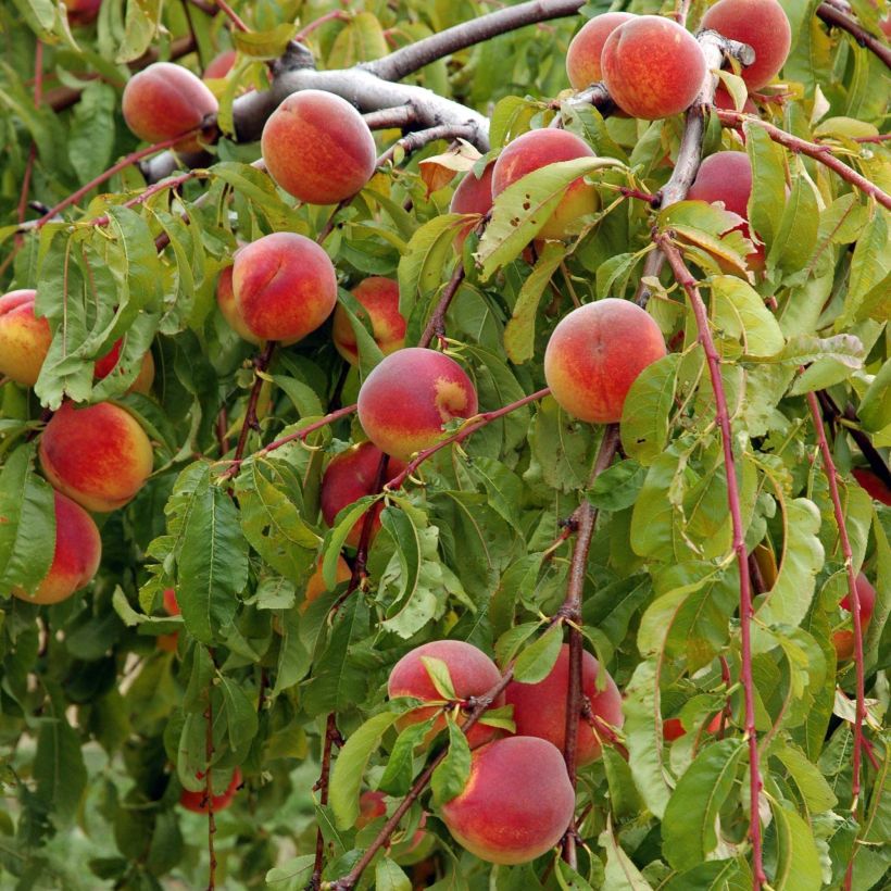 Melocotonero Lacrima (Cosecha)