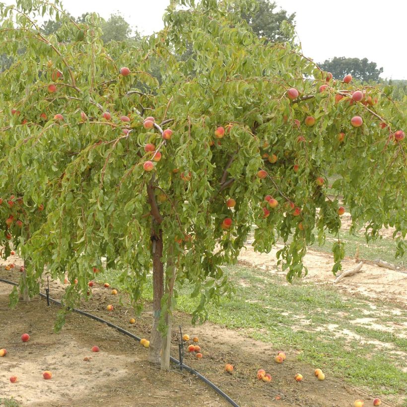Melocotonero Lacrima (Porte)