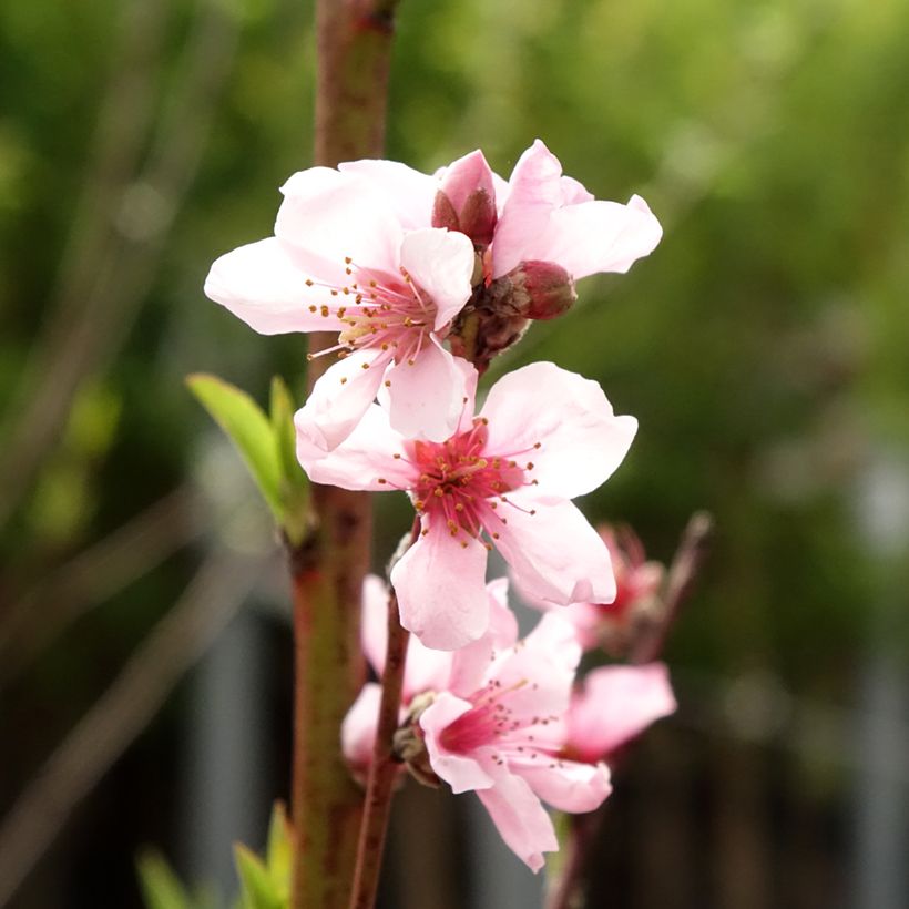 Melocotonero Reine des Vergers (Floración)