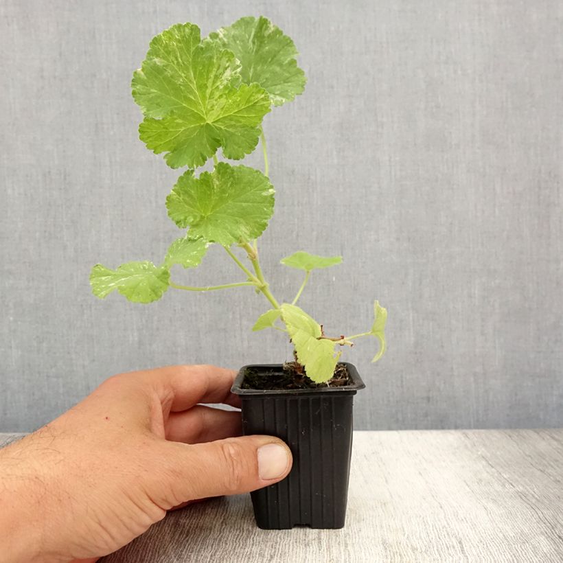 Ejemplar de Geranio Atomic Snowflake- Pelargonium Maceta de 7/8 cm entregado en verano