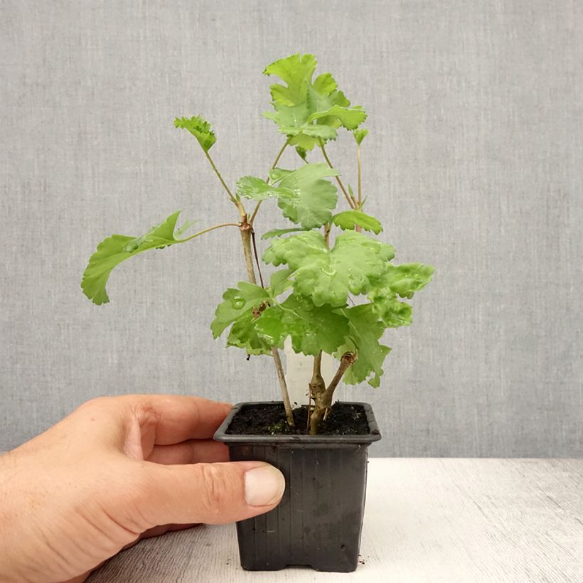 Ejemplar de Geranio gibbosum- Pelargonium Maceta de 7/8 cm entregado en verano