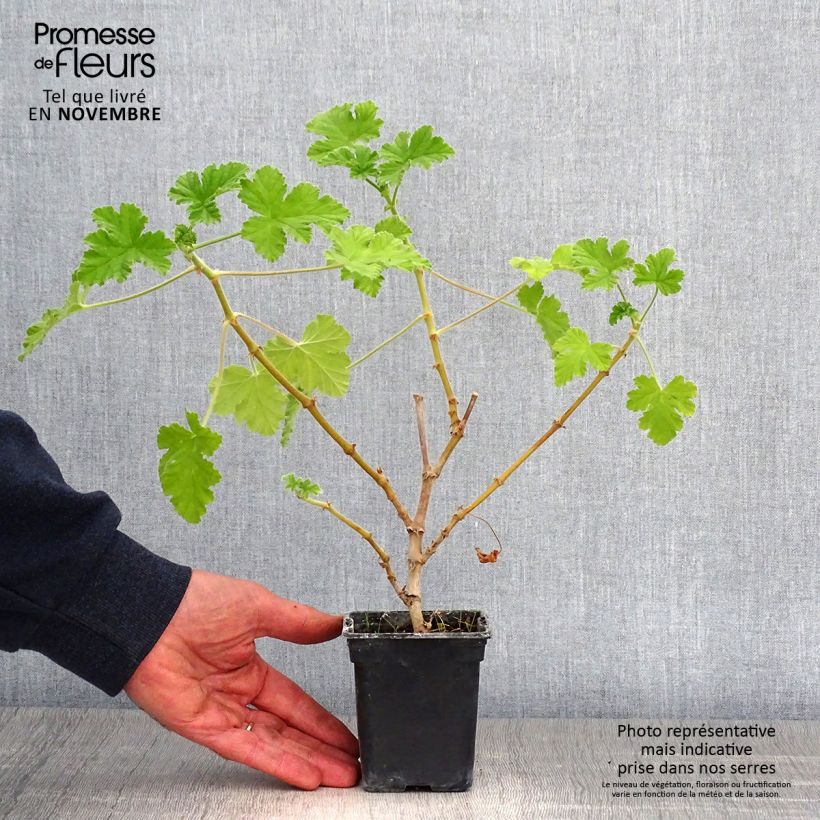 Ejemplar de Geranio Attar of Roses- Pelargonium Maceta de 7/8 cm entregado en otoño