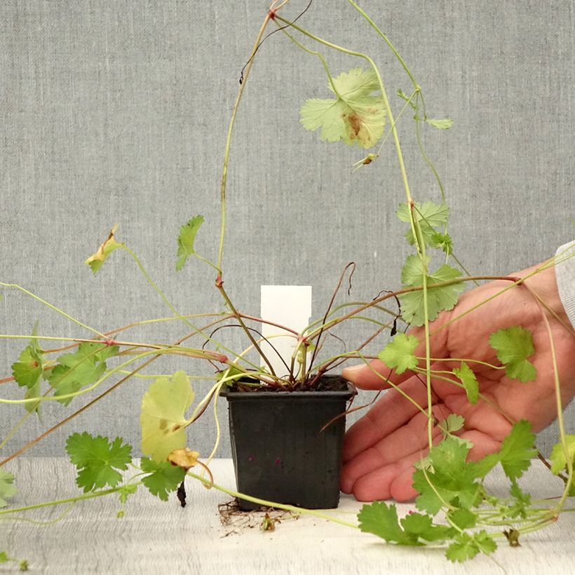 Ejemplar de Geranio grossularioides- Pelargonium Maceta de 8/9 cm entregado en verano