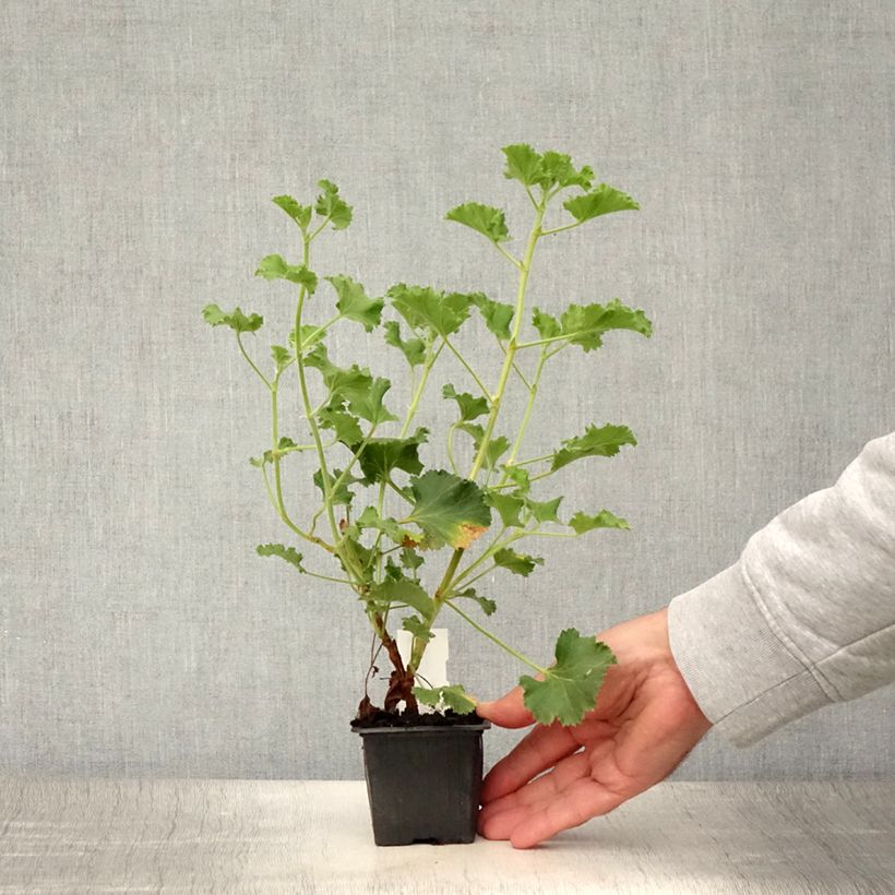 Ejemplar de Geranio Cola Bottles- Pelargonium Maceta de 8/9 cm entregado en verano